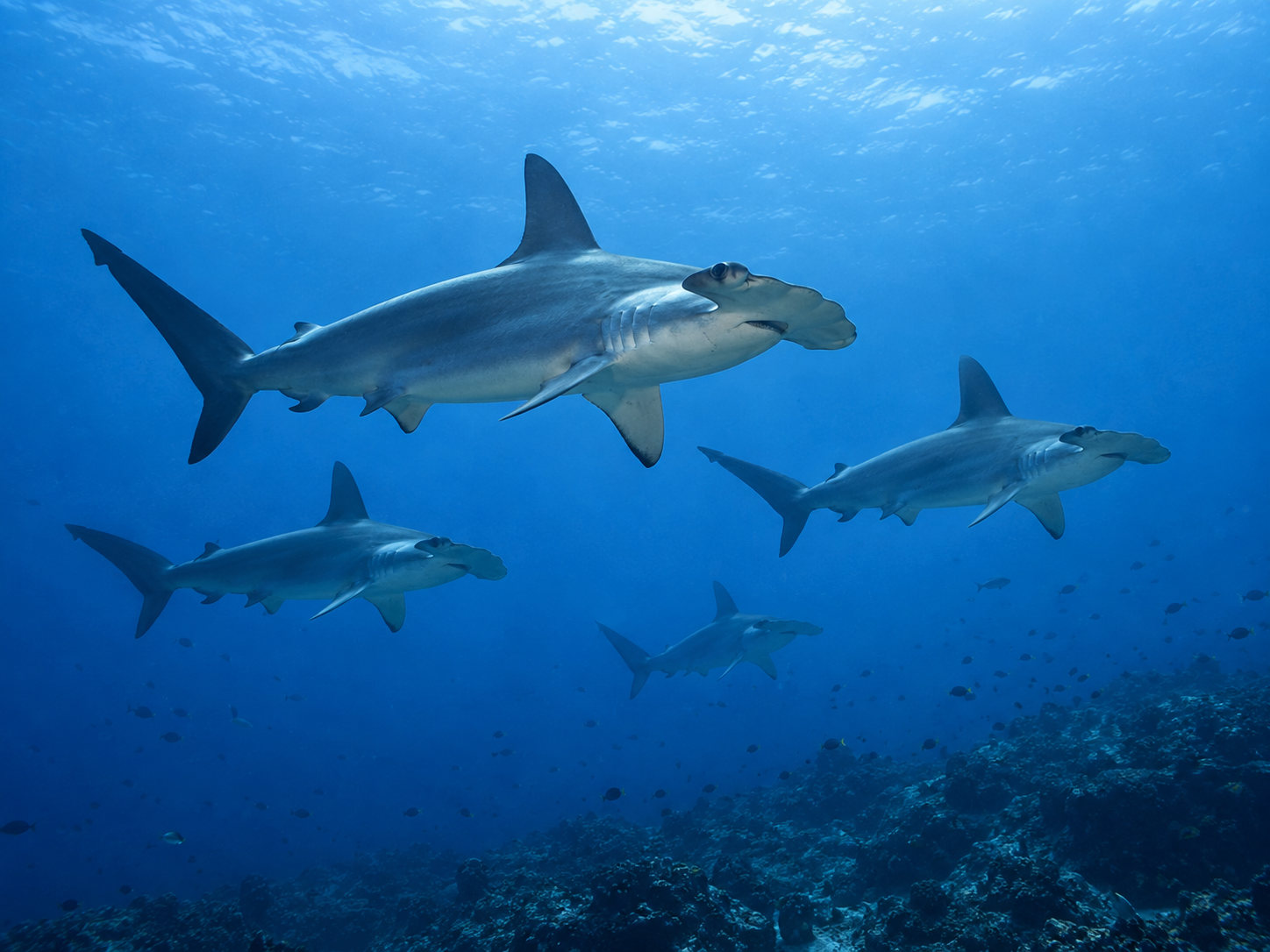 Hammerhead Shark