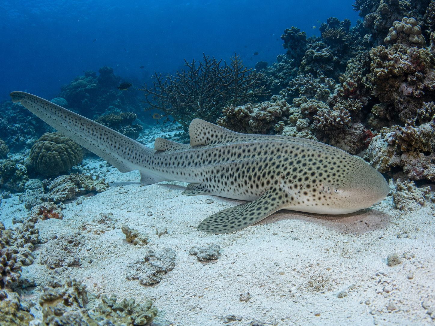 Leopard Shark