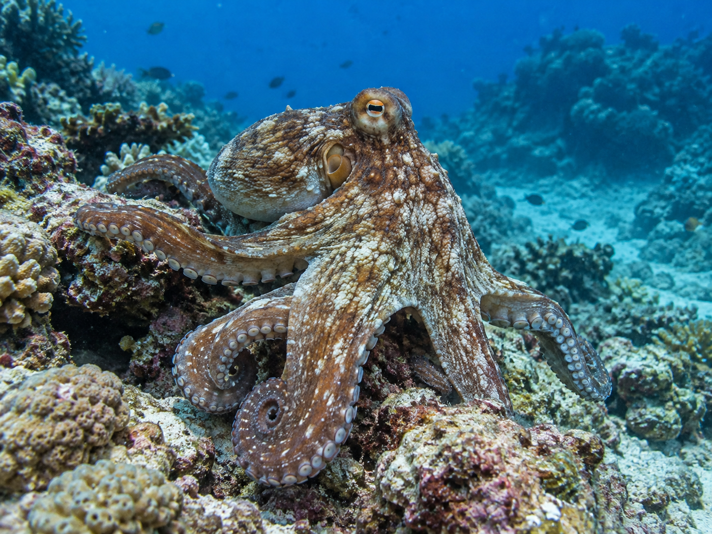 Octopus