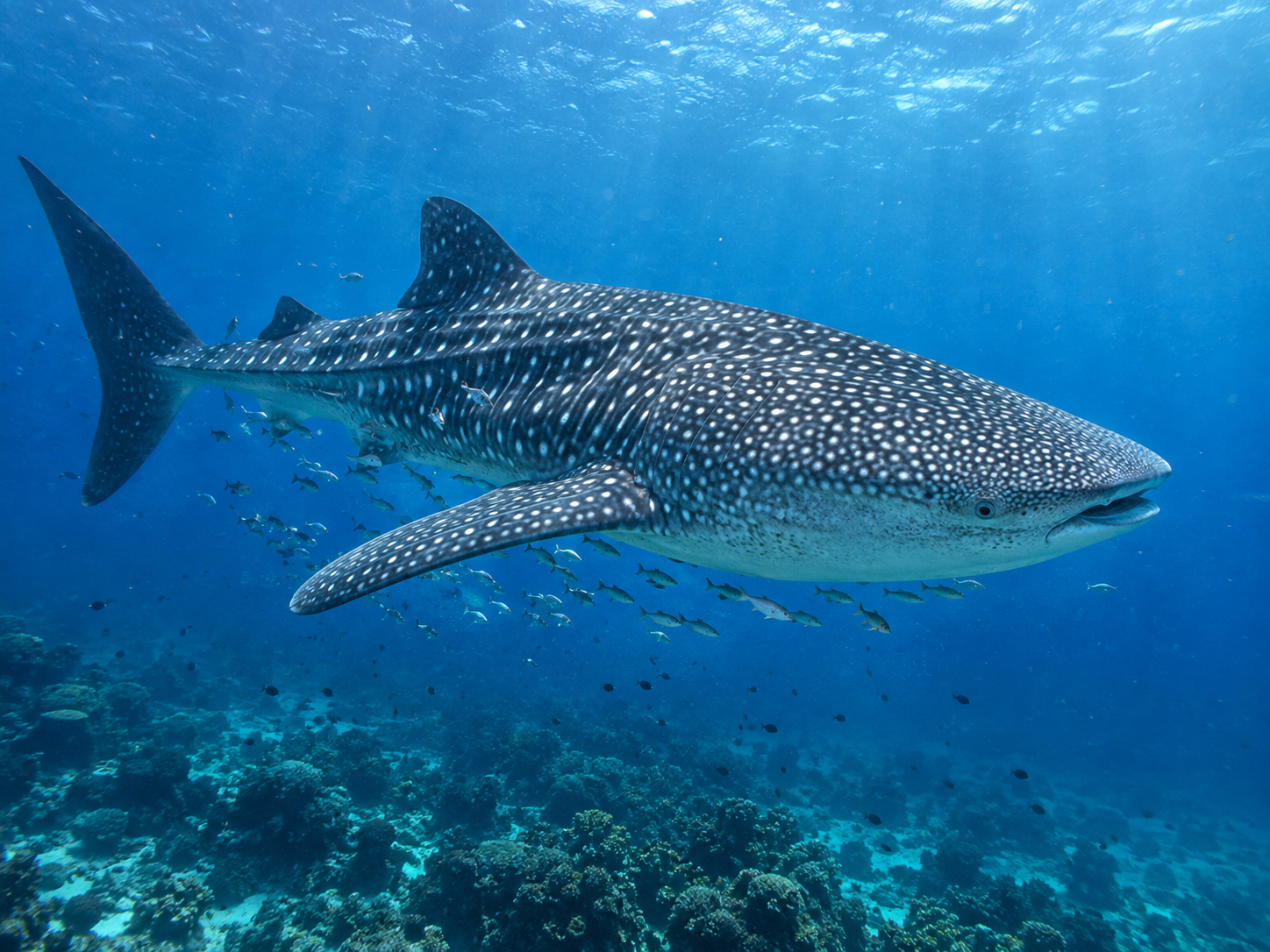 Whale Shark
