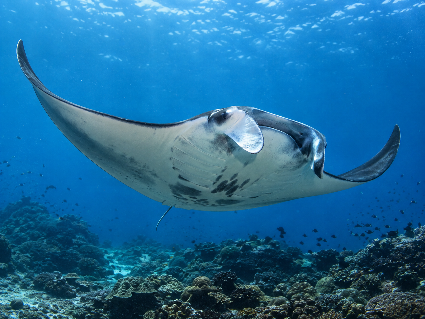 Manta Ray