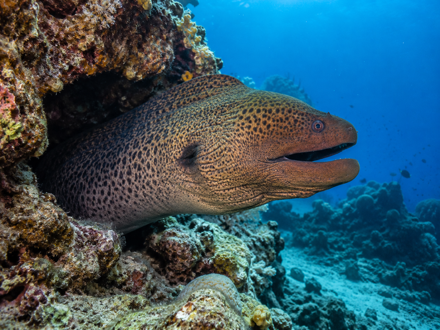 Moray Eel