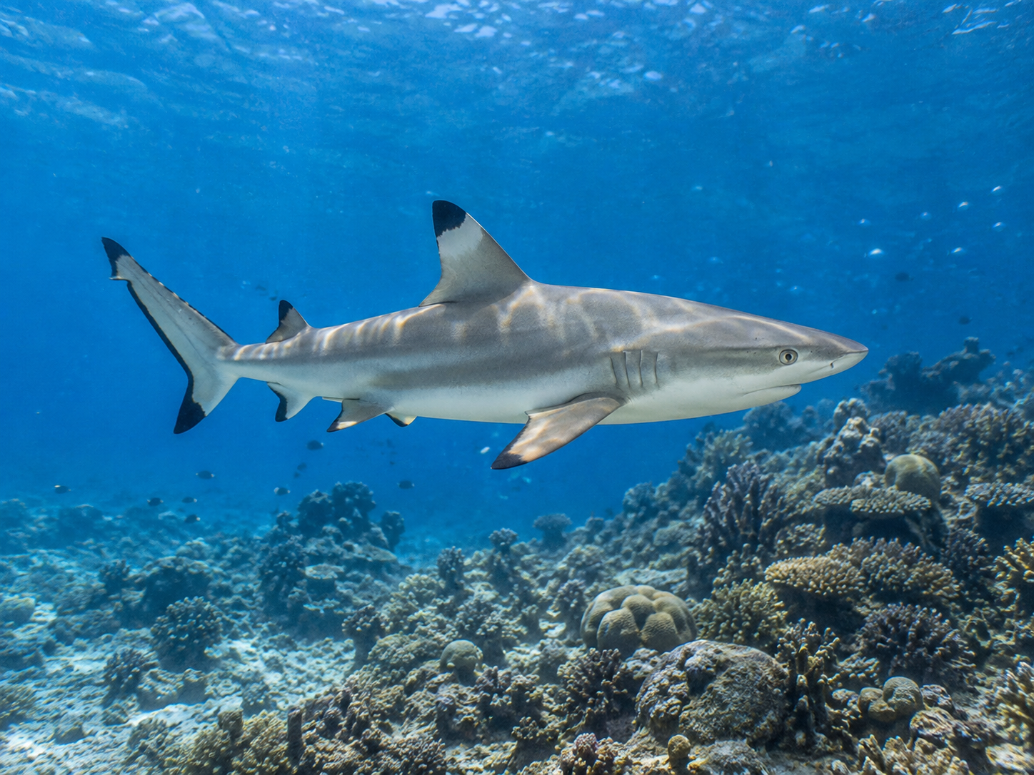 Reef Shark