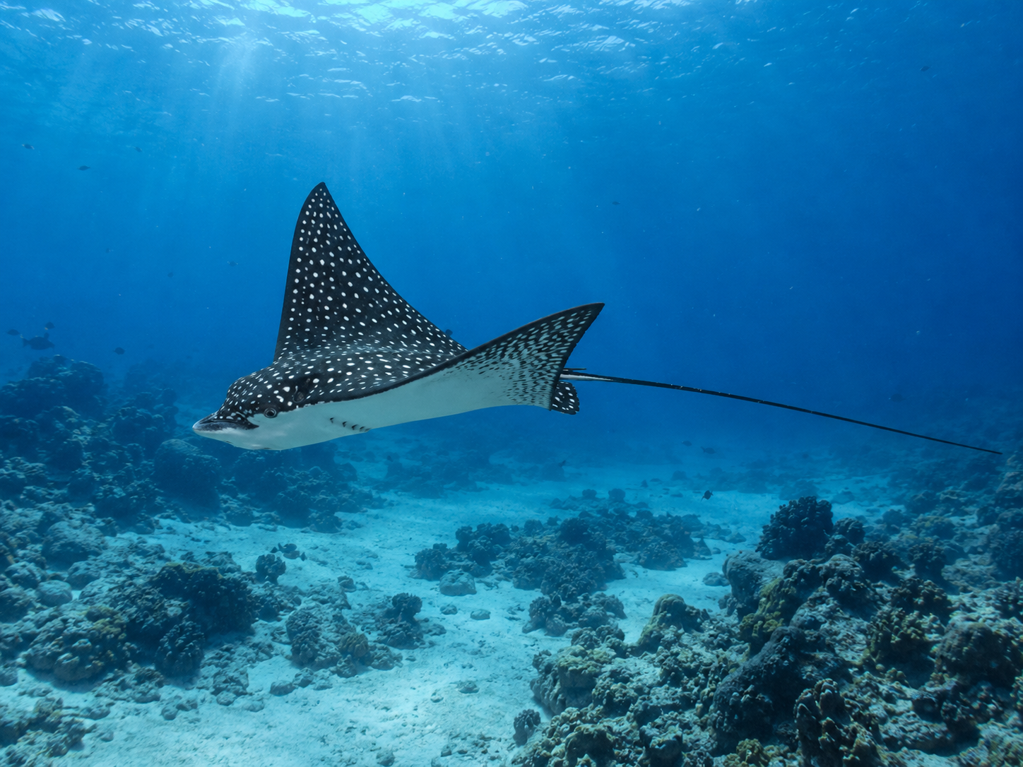 Eagle Ray